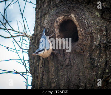 Nesting Kleiber im Baum Stockfoto