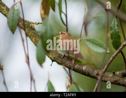 Singende Zaunkönig saß in einem Baum Stockfoto