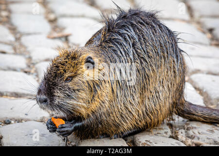 Nahaufnahme der Nutria isst eine Karotte am Bahndamm in der Nähe der Karlsbrücke in Prag, an den Ufern der Moldau posing Stockfoto