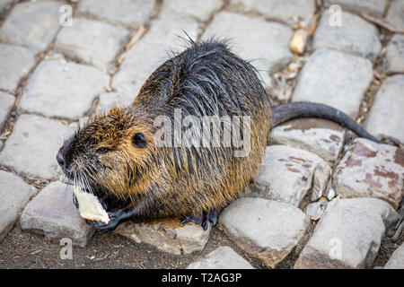 Nahaufnahme der Nutria isst eine Karotte am Bahndamm in der Nähe der Karlsbrücke in Prag, an den Ufern der Moldau posing Stockfoto