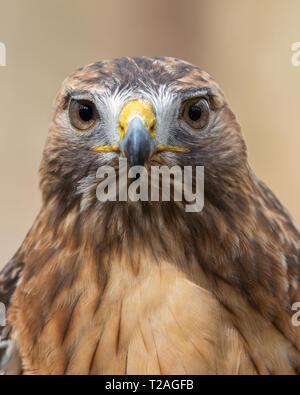 Rot - angebundener Falke Stockfoto