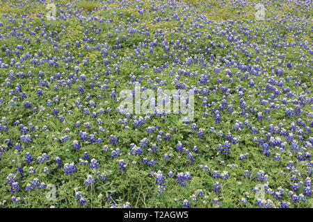Bereich der blühenden Bluebonnets im Frühjahr in Texas Stockfoto