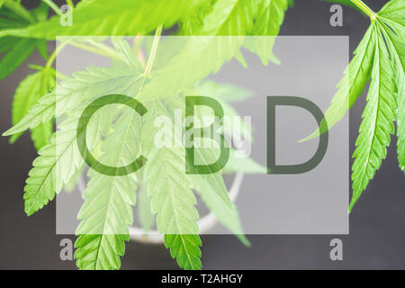 Junge Topfpflanzen Hanfpflanze Nahaufnahme mit CBD schreiben Frame Stockfoto