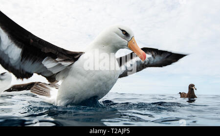 Schwarz tiefsten Albatross, oder mollymauk, schwimmend auf dem Wasser, Pazifischer Ozean, North Island, Neuseeland. Stockfoto