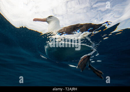 Schwarz tiefsten Albatross, oder mollymauk, Pazifischer Ozean, North Island, Neuseeland. Stockfoto