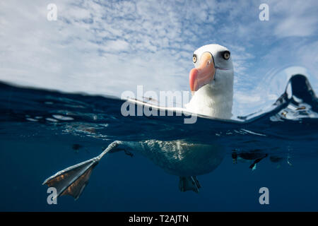 Geteilte Ansicht eines Schwarzen tiefsten Albatross, oder mollymauk, Pazifischer Ozean, North Island, Neuseeland. Stockfoto