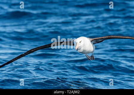 Schwarz tiefsten Albatross, oder mollymauk, Fliegen, Pazifischer Ozean, North Island, Neuseeland. Stockfoto