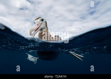 Geteilte Ansicht eines Antipodean Albatross ruht auf dem Wasser, Pazifischer Ozean, North Island, Neuseeland. Stockfoto