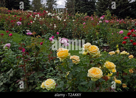 WA 16085-00 ... WASHINGTON - Bunte Rosengarten an Manito Park in Spokane. Stockfoto