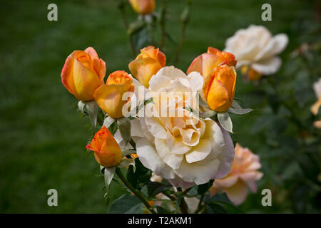 WA 16086-00 ... WASHINGTON - eine Rose blüht auf Rose Hill in Manito Park in Spokane. Stockfoto