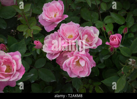 WA 16089-00 ... WASHINGTON - Rosen blühen auf Rose Hill in Spokanes "Manito Park. Stockfoto