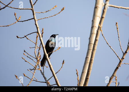 Ein gewöhnlicher Grackel (Quiscalus quiscula), der in einem Baum mit aufkeimenden Blättern vor einem blauen Frühlingshimmel in Littleton, Massachusetts, USA, thront. Stockfoto