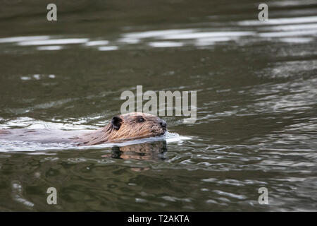 Ein Nordamerikanischer Biber (Castor canadensis) Schwimmen bei Bowers Federn in Bolton, Massachusetts, USA. Stockfoto