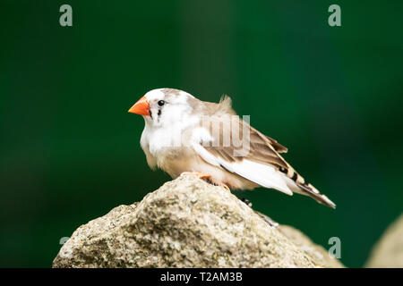 Ein Zebrafink (Taeniopygia guttata), ein in Zentralaustralien heimischer Vogel, der auf einem Felsen auf grünem Hintergrund thront. Stockfoto