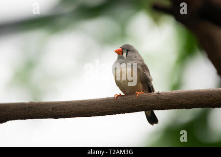 Ein Zebrafink (Taeniopygia guttata), ein Vogel aus Zentralaustralien, der auf einem Ast thront. Stockfoto