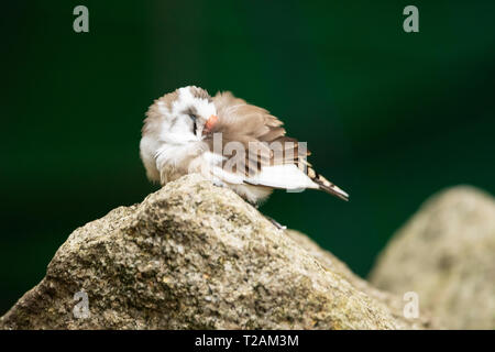 Ein Zebrafink (Taeniopygia guttata), ein in Zentralaustralien heimischer Vogel, schlafend, mit gekräuselten Federn, auf einem Felsen thronend. Stockfoto