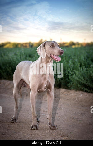 Weimaraner Hund/grau/grey Ghost Hound isoliert Stockfoto