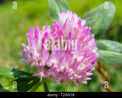 Nahaufnahme auf ein Kleeblatt Blume Stockfoto