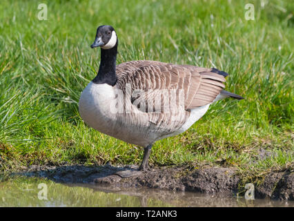 Nach mehr Kanadagans (Branta canadensis) stehen auf Gras von Wasser im Frühjahr in West Sussex, UK. Stockfoto