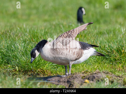 Nach mehr Kanadagans (Branta canadensis) stehen auf Gras von Wasser im Frühjahr in West Sussex, UK. Stockfoto