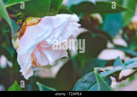 Rosenbusch mit sanft rosa Blumen, Regentropfen auf Blütenblätter. Blumen nach dem Regen. Weiche selektiven Fokus. Vintage dunklen Hintergrund. Stockfoto