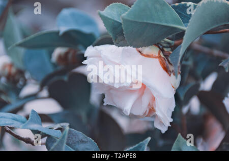 Sanft rosa Rose mit Regentropfen auf den Blättern. Blumen nach dem Regen, natürlichen Hintergrund, weiche selektiven Fokus. Blumengarten. Farben auf dunklem Blau Stockfoto