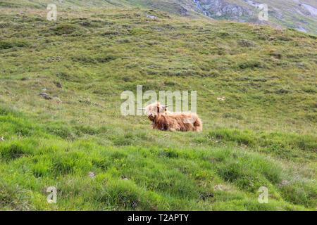 Einsame Kuh in den Schweizer Alpen in der Nähe von Pontresina Stockfoto