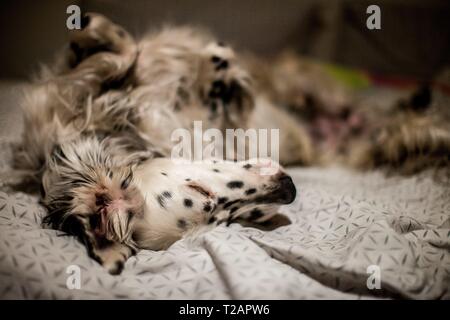 English Setter "Rudy" schlafen ist am 29.11. 2018 im Bett in Prag. Rudy wurde Anfang Januar 2017 geboren. | Verwendung weltweit Stockfoto