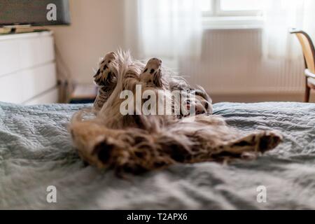 English Setter "Rudy" schläft am 01.02. 2019 im Bett in Prag. Rudy wurde Anfang Januar 2017 geboren. | Verwendung weltweit Stockfoto