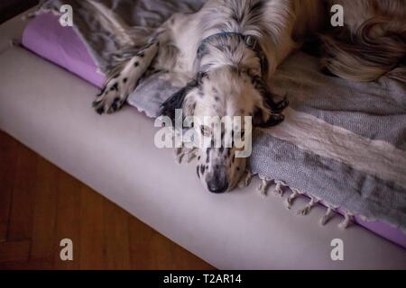 English Setter "Rudy" liegt am 04.10. 2018 im Bett in Prag. Rudy wurde Anfang Januar 2017 geboren. | Verwendung weltweit Stockfoto