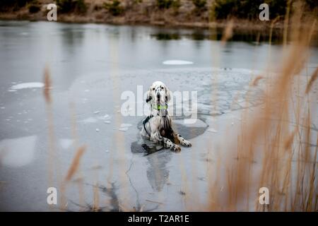 English Setter "Rudy" am 13.02. Im Jahr 2019 brach durch das dünne Eis im Teich von Stara Lysa, (Tschechische Republik). Nach einer kurzen Rettung, Rudy wurde gesund freigegeben. Rudy wurde Anfang Januar 2017 geboren. | Verwendung weltweit Stockfoto