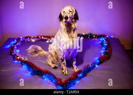 English Setter "Rudy" posiert am 24.12. 2018 für ein Weihnachten Foto. Rudy wurde Anfang Januar 2017 geboren. | Verwendung weltweit Stockfoto