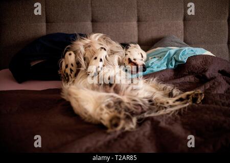 English Setter "Rudy" schläft auf 28.01. 2019 im Bett in Prag. Rudy wurde Anfang Januar 2017 geboren. | Verwendung weltweit Stockfoto