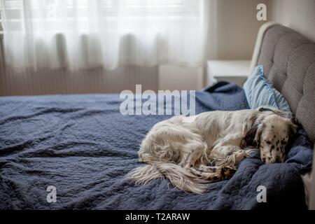 English Setter "Rudy" schläft auf 02.10. 2018 im Bett in Prag. Rudy wurde Anfang Januar 2017 geboren. | Verwendung weltweit Stockfoto