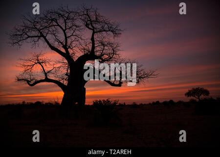 Silhouette eines Baobab-Baumes bei einem afrikanischen Sonnenaufgang Stockfoto