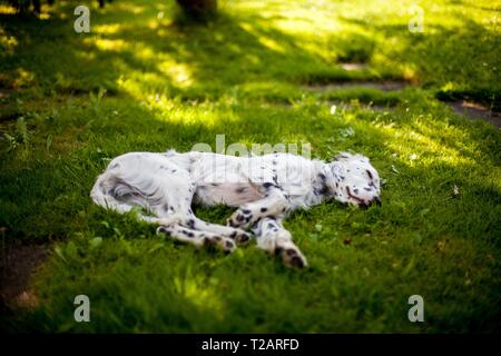 English Setter Welpen "Rudy" schläft am 03.06. 2017 Im Garten. Rudy wurde Anfang Januar 2017 geboren und hat gerade zu seiner neuen Familie gezogen. | Verwendung weltweit Stockfoto