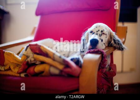 English Setter Welpen "Rudy" liegen auf einem Sessel auf den 16.04.2017. Rudy wurde Anfang Januar 2017 geboren und hat gerade zu seiner neuen Familie gezogen. | Verwendung weltweit Stockfoto