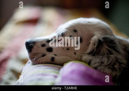 Der English Setter Welpen "Rudy" am 22.03.2017. Rudy wurde Anfang Januar 2017 geboren und hat gerade zu seiner neuen Familie gezogen. | Verwendung weltweit Stockfoto