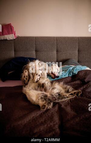 English Setter "Rudy" schläft auf 28.01. 2019 im Bett in Prag. Rudy wurde Anfang Januar 2017 geboren. | Verwendung weltweit Stockfoto