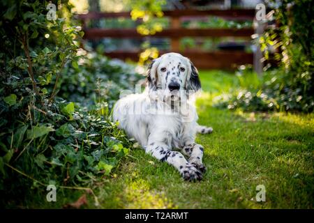 English Setter Welpen "Rudy" am 04.07. 2017 Im Garten. Rudy wurde Anfang Januar 2017 geboren und hat gerade zu seiner neuen Familie gezogen. | Verwendung weltweit Stockfoto