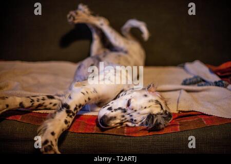 English Setter Welpen "Rudy" schlafen auf der 04.05.2017 auf einer Couch. Rudy wurde Anfang Januar 2017 geboren und hat gerade zu seiner neuen Familie gezogen. | Verwendung weltweit Stockfoto