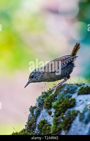 Eurasischen Zaunkönig (Troglodytes troglodytes) erwachsenen Close-up auf bemoosten Stein, Bayern, Deutschland | Verwendung weltweit Stockfoto