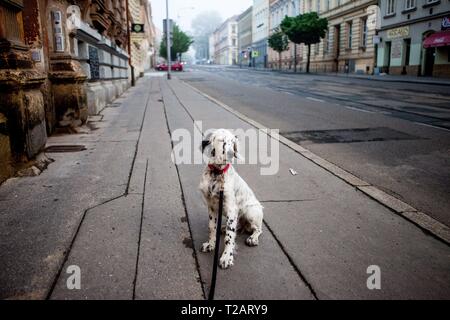 English Setter Welpen "Rudy" reist am 14.05. 2017 Zum ersten Mal in einer fremden Stadt ist Brno in der Tschechischen Republik. Rudy wurde Anfang Januar 2017 geboren und lebt mit ihrer neuen Familie für einige Zeit. | Verwendung weltweit Stockfoto