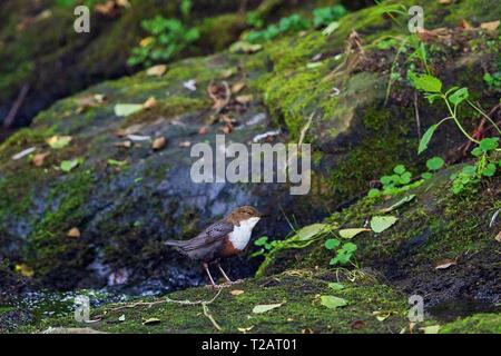 Gemeinsame Pendelarm (Cinclus cinclus) Erwachsenen ruht auf einem Stein in Riverbank, Hessen, Deutschland | Verwendung weltweit Stockfoto