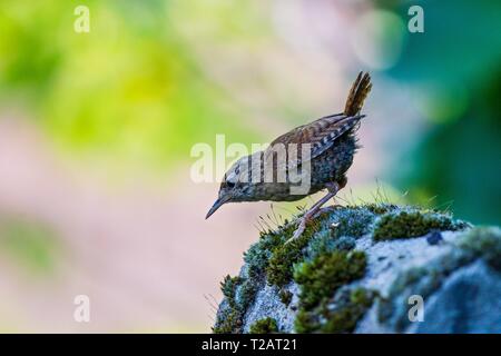 Eurasischen Zaunkönig (Troglodytes troglodytes) erwachsenen Close-up auf bemoosten Stein, Bayern, Deutschland | Verwendung weltweit Stockfoto