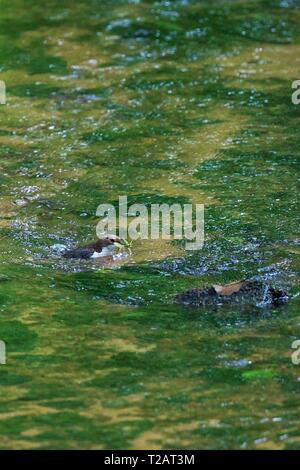 Gemeinsame Pendelarm (Cinclus cinclus) Schwimmen im Fluss mit caddisfly Larve in Rechnung, Hessen, Deutschland | Verwendung weltweit Stockfoto