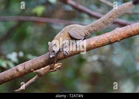 Himalayan gestreiften Eichhörnchen (Tamiops mcclellandii) mit Grau-bellied Eichhörnchen (Callosciurus caniceps) gemeinsam auf einem Zweig neben einander auf dem Kopf, Kaeng Krachan Nationalpark, Thailand | Verwendung weltweit Stockfoto