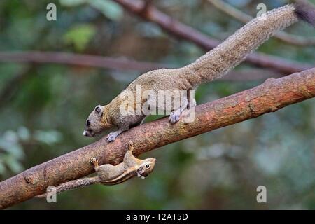 Himalayan gestreiften Eichhörnchen (Tamiops mcclellandii) mit Grau-bellied Eichhörnchen (Callosciurus caniceps) gemeinsam auf einem Zweig neben einander auf dem Kopf, Kaeng Krachan Nationalpark, Thailand | Verwendung weltweit Stockfoto