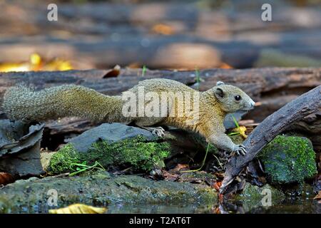 Grau-bellied Eichhörnchen (Callosciurus caniceps) am Wasserloch im Regenwald, Kaeng Krachan Nationalpark, Thailand | Verwendung weltweit Stockfoto