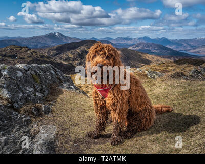 Junge cockapoo Welpen auf dem Gipfel des Ben Venue, Trossachs National Park in den Highlands von Schottland sitzen Stockfoto